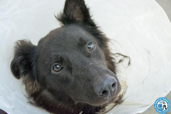 BAKY, UN CUCCIOLO DI ENERGIA IN CERCA DI FUTURO.. Foto 2